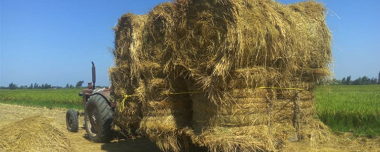 straw disposal has always been a thorny issue